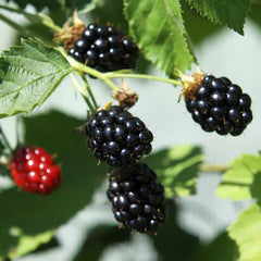 Blackberry Navaho (Rubus fruticosus) Fruit Bush 3ltr Pot