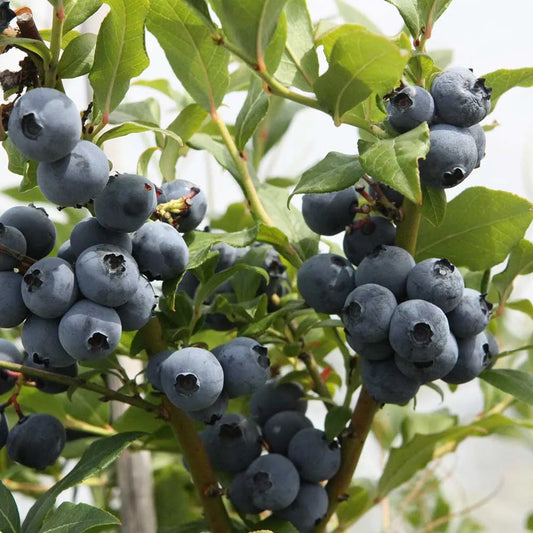Blueberry Hortblue Petite (Vaccinium Corymbosum) Fruit Bush 3ltr Pot