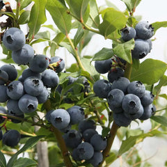 Blueberry Hortblue Petite (Vaccinium Corymbosum) Fruit Bush 3ltr Pot