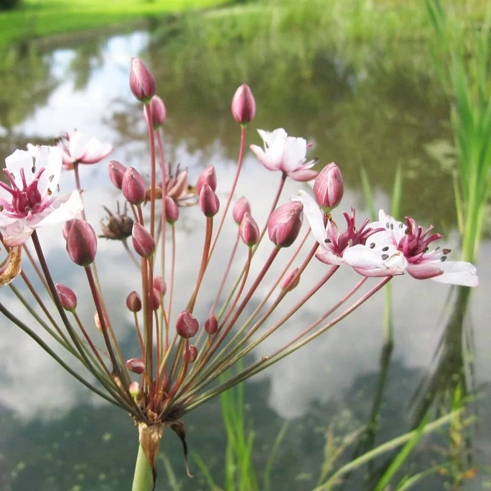 Butomus Umbellatus Aquatic Pond Plant - Flowering Rush
