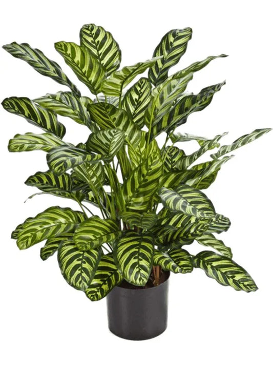 Calathea Artificial Plant Premium Faux 78cm Height