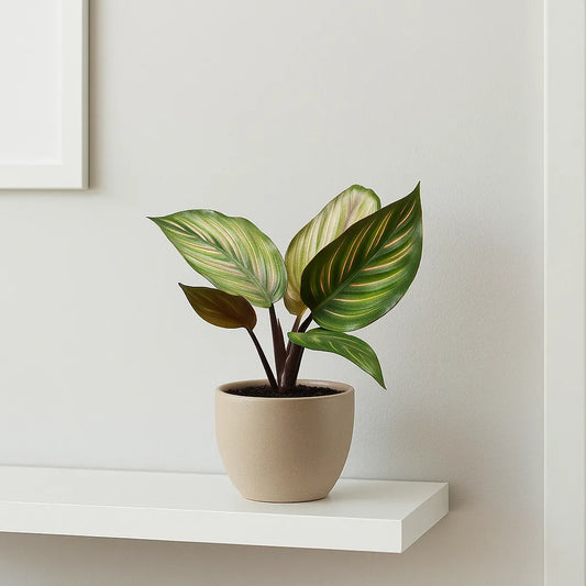 Calathea Beautystar Prayer House Plant 6cm Pot