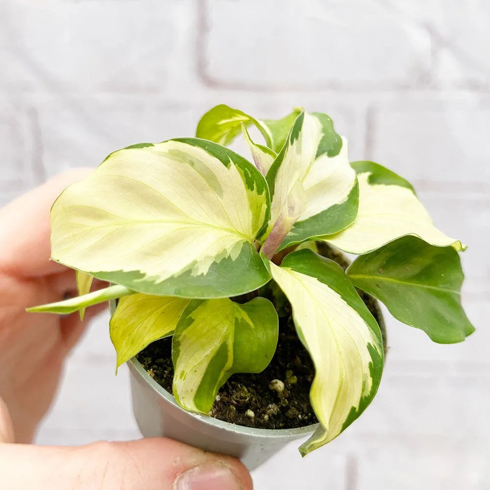 Calathea Yellow Fusion Prayer Plant House Plant 6cm Pot