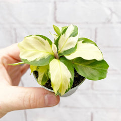 Calathea Yellow Fusion Prayer Plant House Plant 6cm Pot