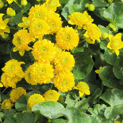 Caltha Palustris Plena Aquatic Pond Plant - Double Marsh Marigold