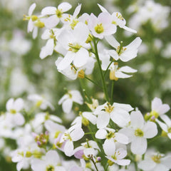 Cardamine Pratensis Aquatic Pond Plant - Cuckoo Flower
