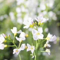Cardamine Pratensis Aquatic Pond Plant - Cuckoo Flower