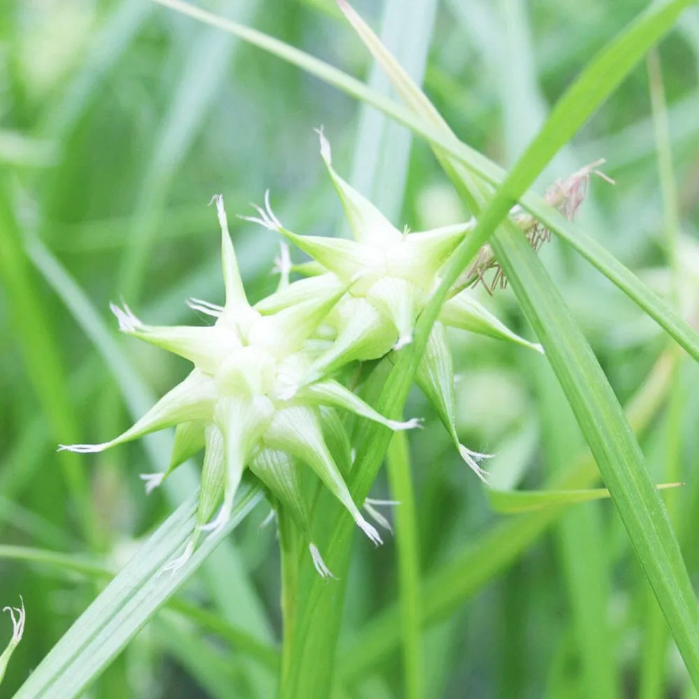 Carex Grayi Aquatic Pond Plant - Gray's Sedge