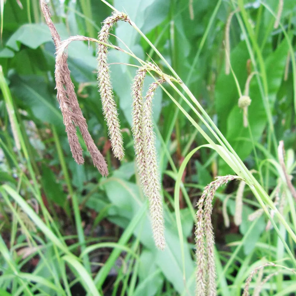 Carex Pendula Aquatic Pond Plant - Pendulous Sedge