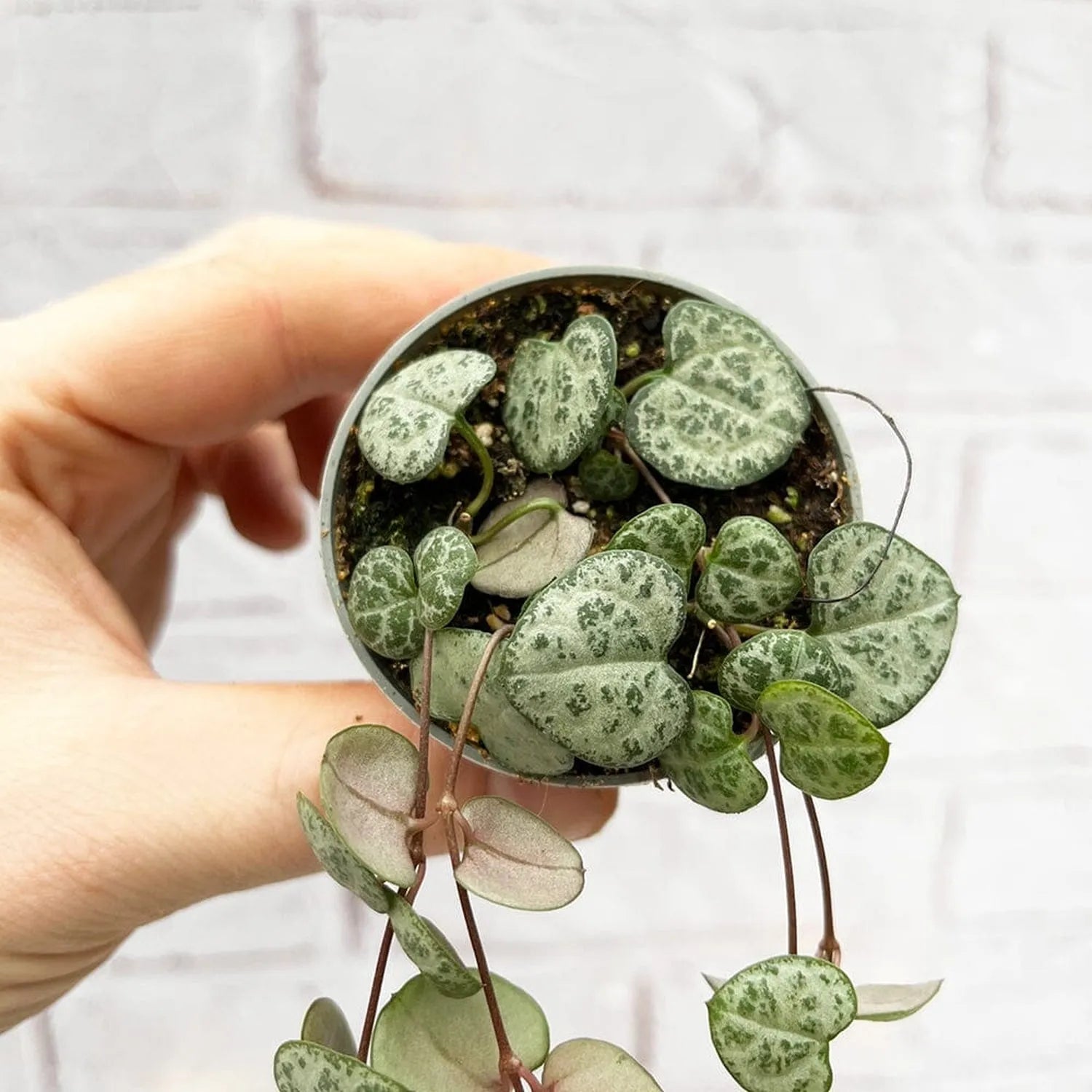 Ceropegia Woodii String of Hearts House Plant 6cm Pot