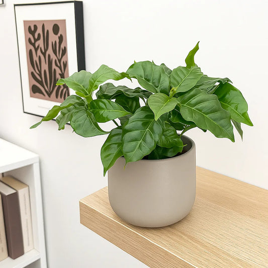 Coffee Arabica 12cm Pot House Plant