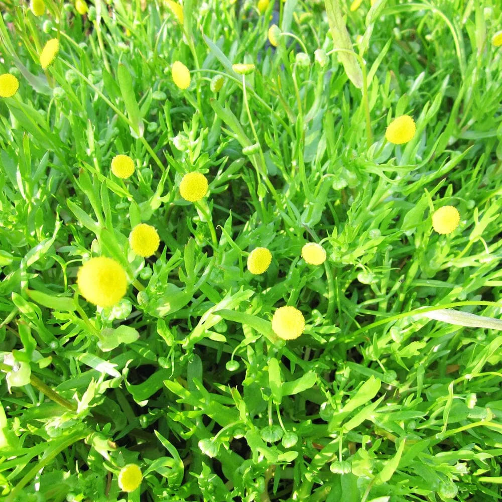 Cotula Coronopifolia Aquatic Pond Plant - Brass Buttons