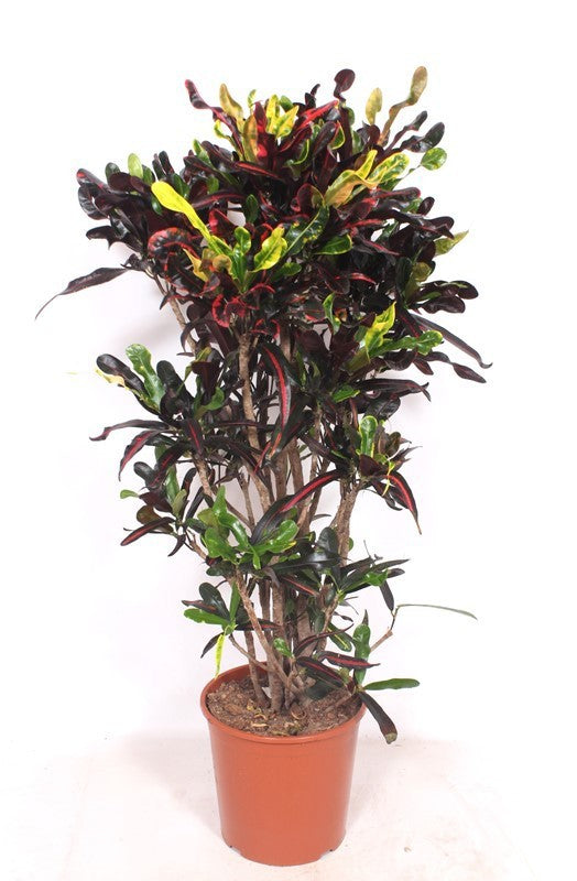 110 - 120cm Croton Mami Mammy Codiaeum 27cm Pot House Plant