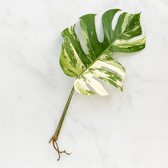 Cuttings Variegated Monstera Albo Variegata Cheese Plant Variegated