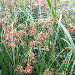 Cyperus Longus Aquatic Pond Plant - Sweet Galingale