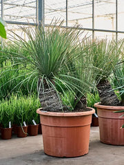 Dasylirion Serratifolium 60cm Pot 150cm Height Outdoor Tree