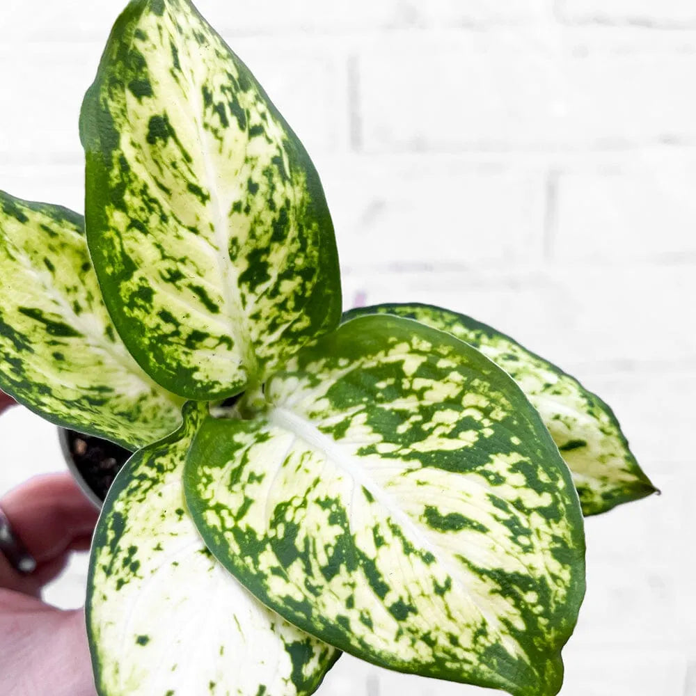 Dieffenbachia Maculata Amy Dumb Cane House Plant 6cm Pot
