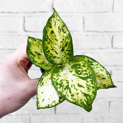 Dieffenbachia Maculata Amy Dumb Cane House Plant 6cm Pot