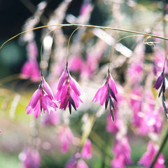 Dierama Pulcherrimum Aquatic Pond Plant - Angel's Fishing Rod