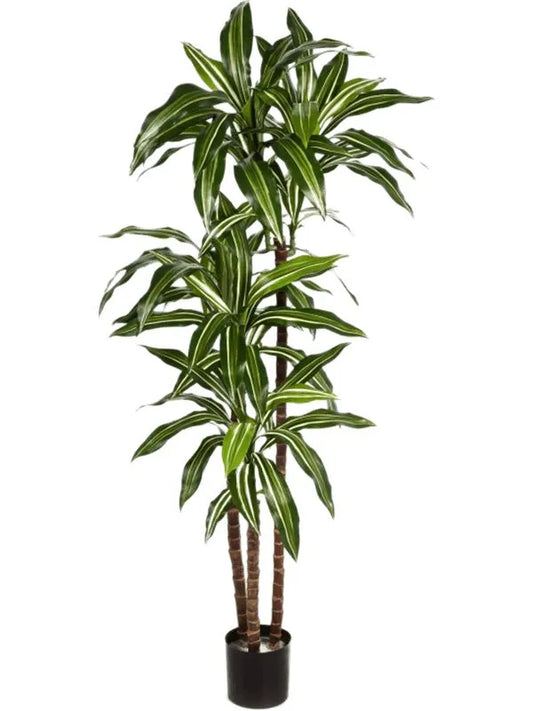 Dracaena Fragrans Var. Artificial Plant Premium Faux 120cm Height