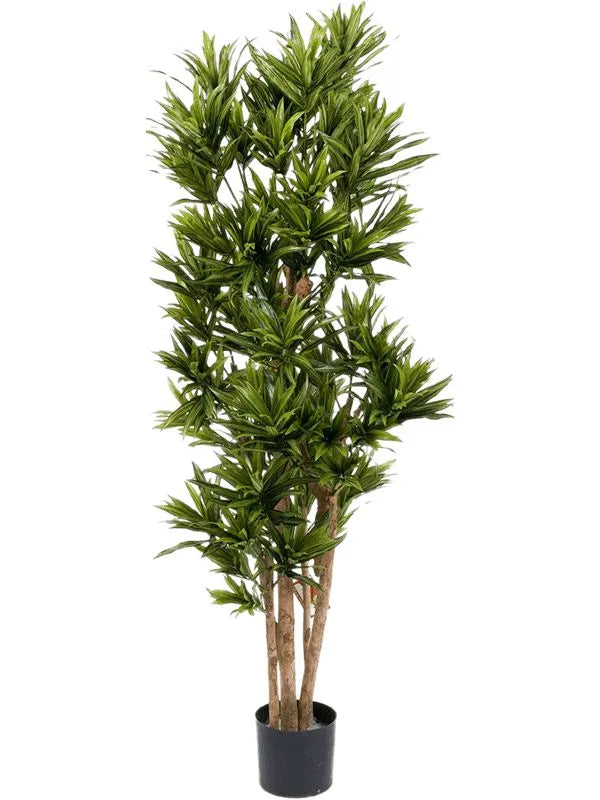 Dracaena Reflexa Artificial Plant Premium Faux 150cm Height