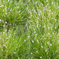 Eleocharis Acicularis Aquatic Pond Plant - Hair Grass