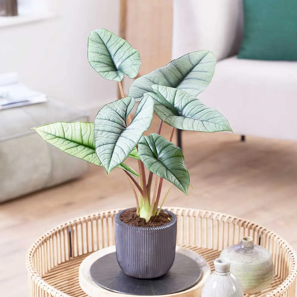 Enthusiasts - Rare Houseplant Bundle