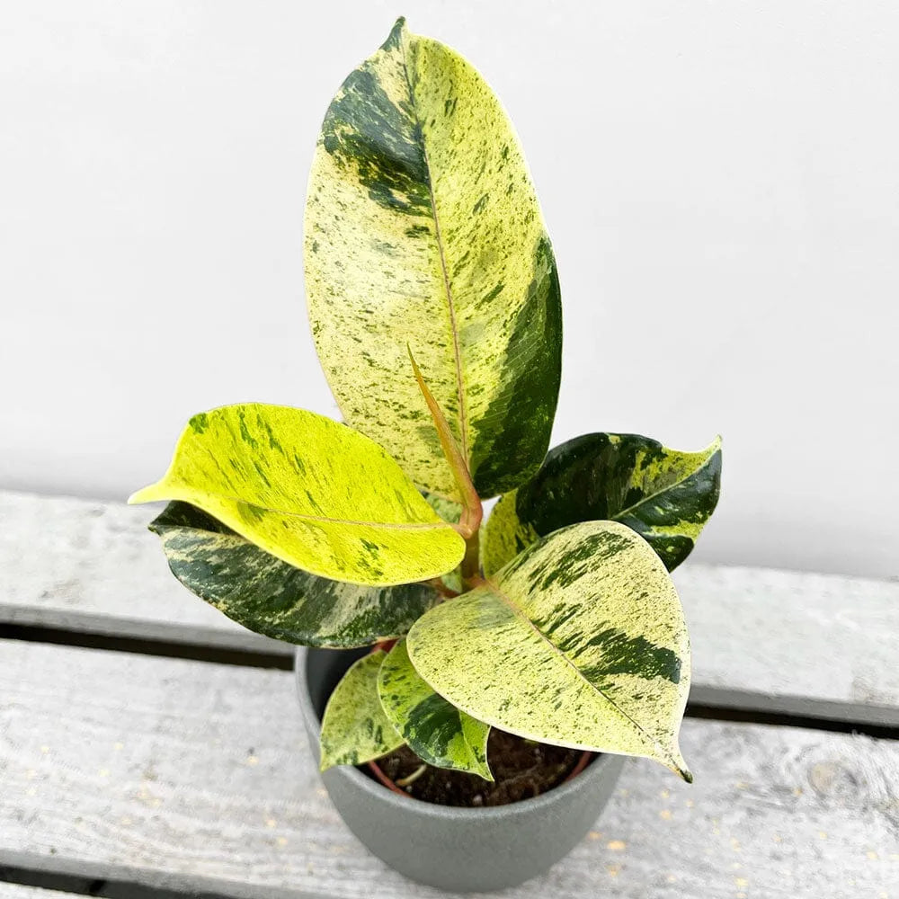 Enthusiasts - Rare Houseplant Bundle
