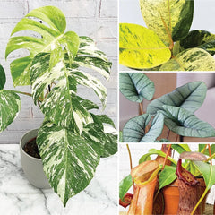 Enthusiasts - Rare Houseplant Bundle