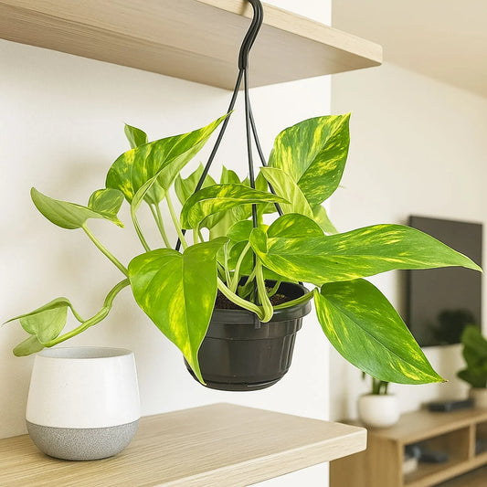 Epipremnum Njoy Gold House Plant