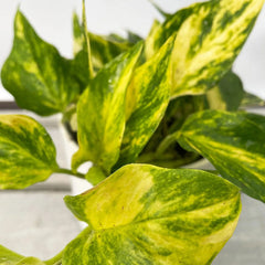 Epipremnum Njoy Gold House Plant