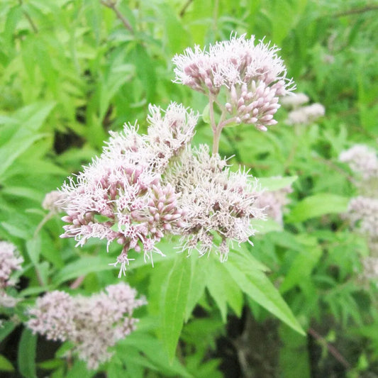 Eupatorium Cannabinum Aquatic Pond Plant - Hemp Nettle