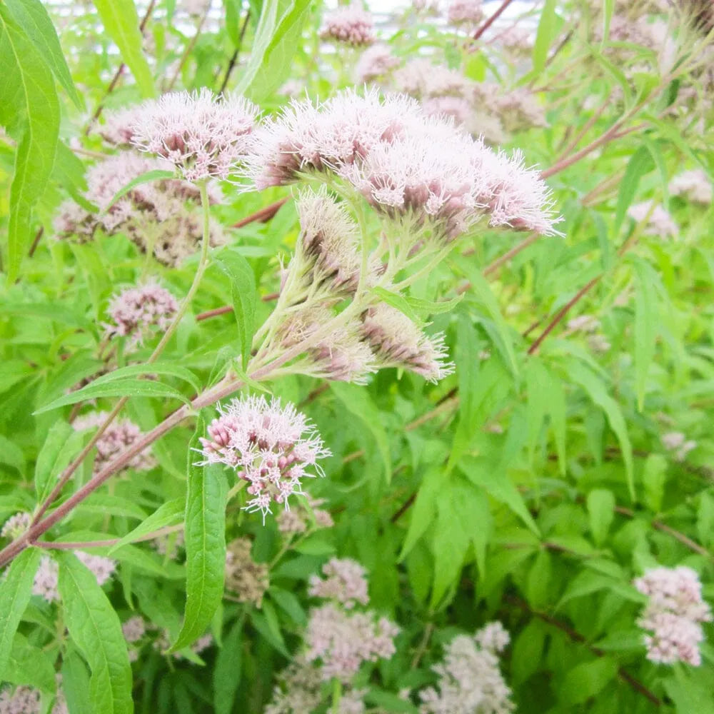 Eupatorium Cannabinum Aquatic Pond Plant - Hemp Nettle