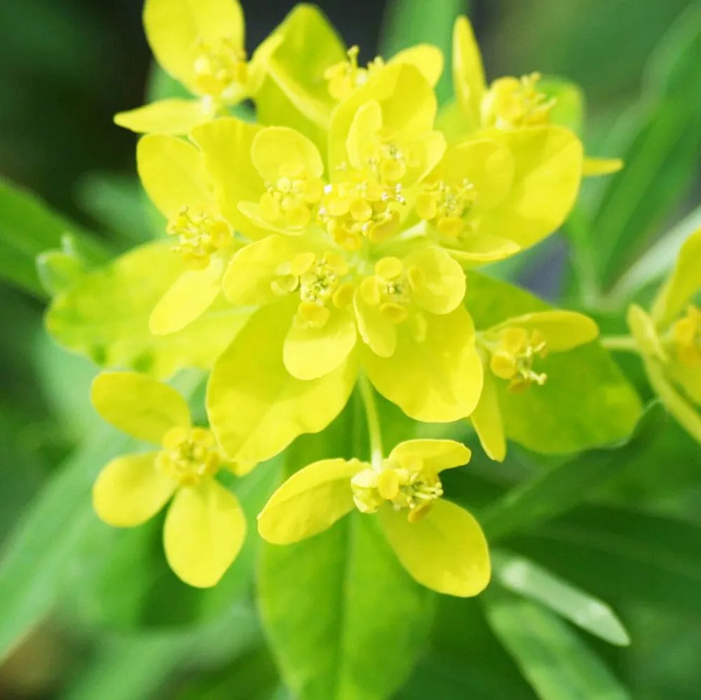 Euphorbia Palustris Aquatic Pond Plant - Marsh Spurge