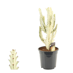 Euphorbia Lactea Ghost Cactus House Plant