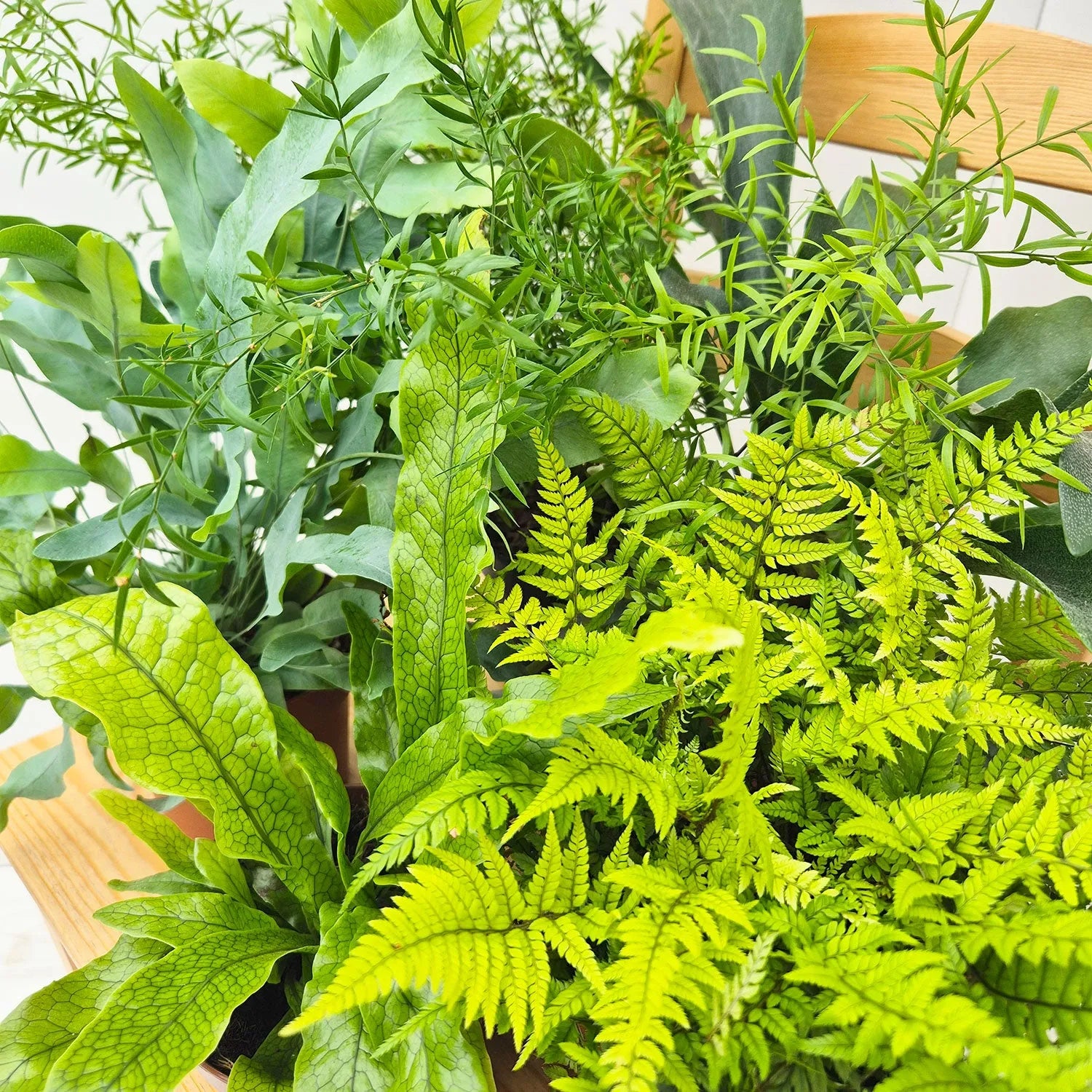 Fern Houseplant Collection (5 Plants)