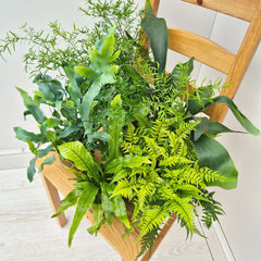 Fern Houseplant Collection (5 Plants)