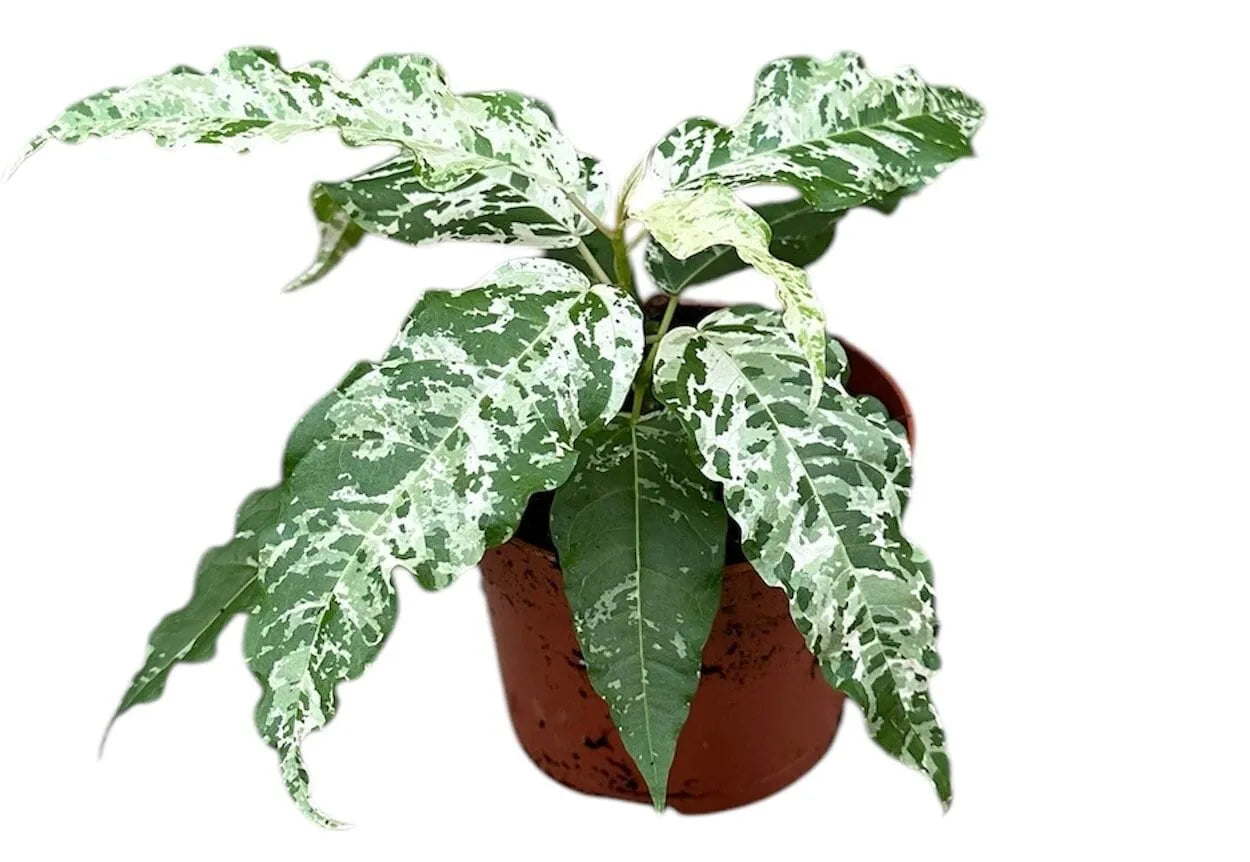 Ficus Aspera Variegata Variegated 10cm Pot House Plant
