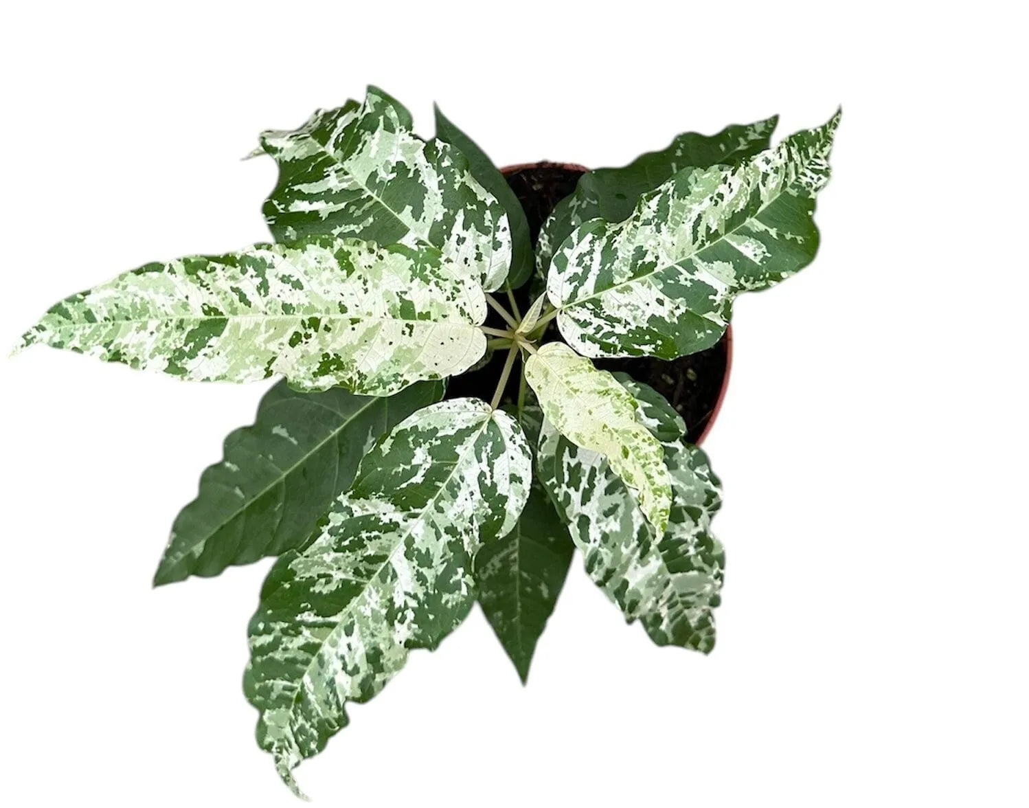 Ficus Aspera Variegata Variegated 10cm Pot House Plant