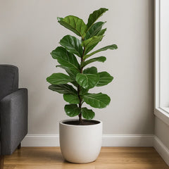 Ficus Lyrata Fiddle Leaf Fig House Plant