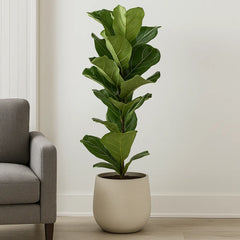 Ficus Lyrata Fiddle Leaf Fig House Plant