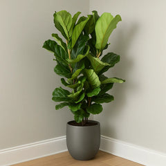Ficus Lyrata Fiddle Leaf Fig House Plant