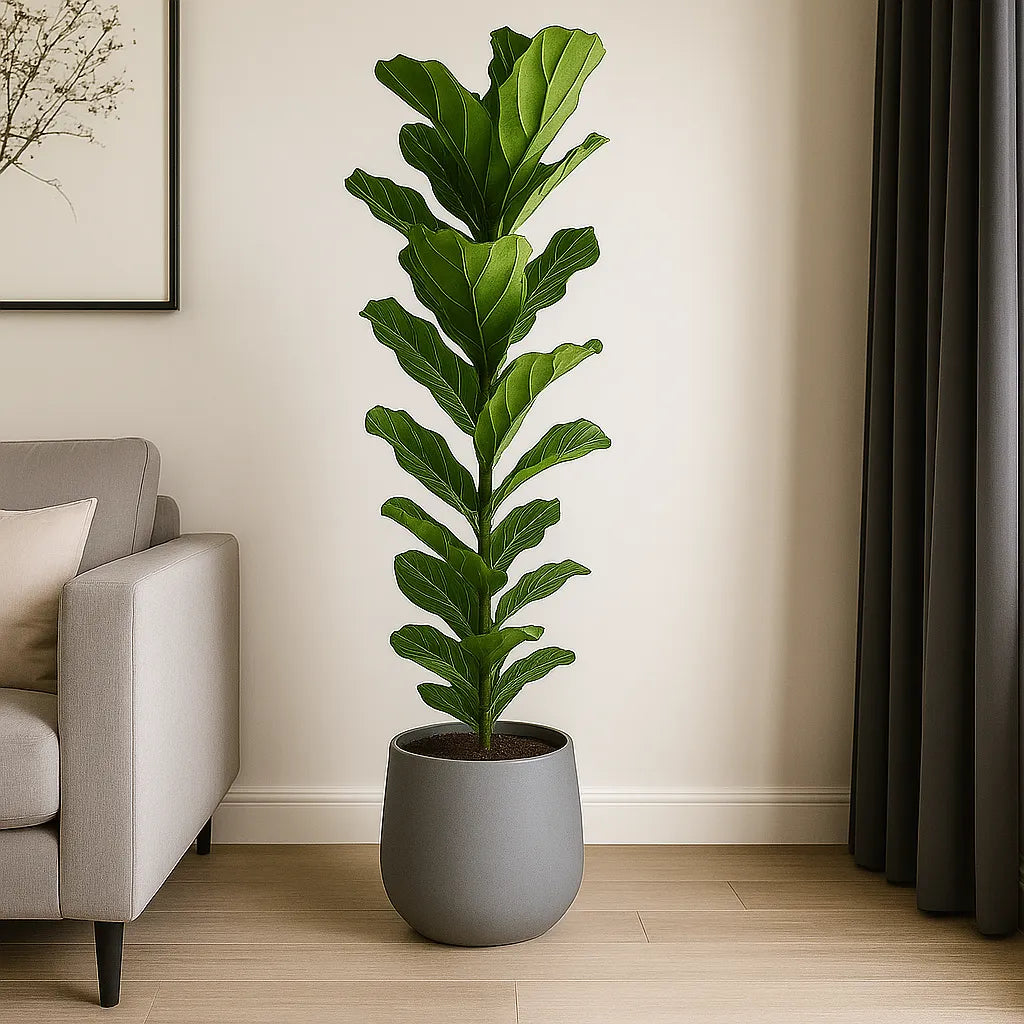 Ficus Lyrata Fiddle Leaf Fig House Plant