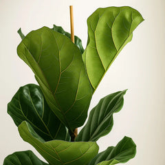 Ficus Lyrata Fiddle Leaf Fig House Plant
