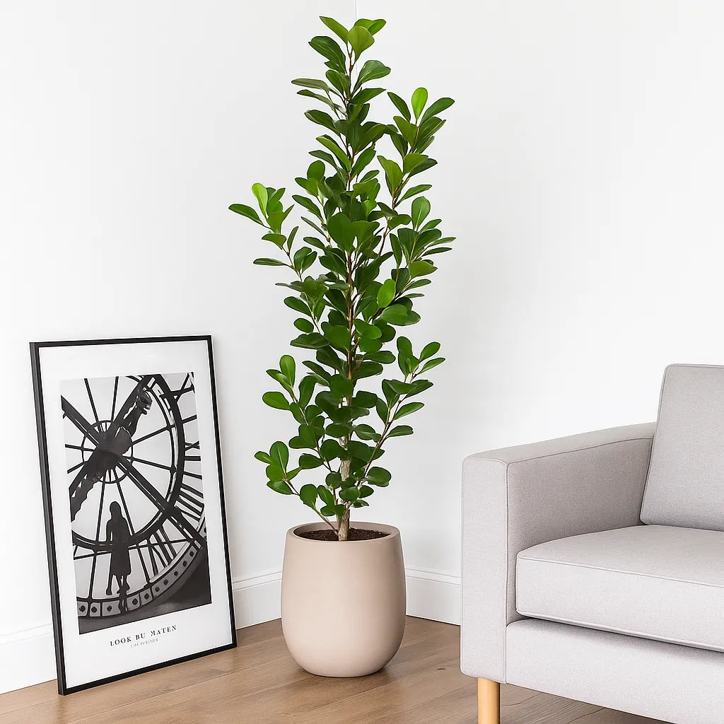 Ficus Microcarpa Moclame 3 Stem Rubber Plant House Plant