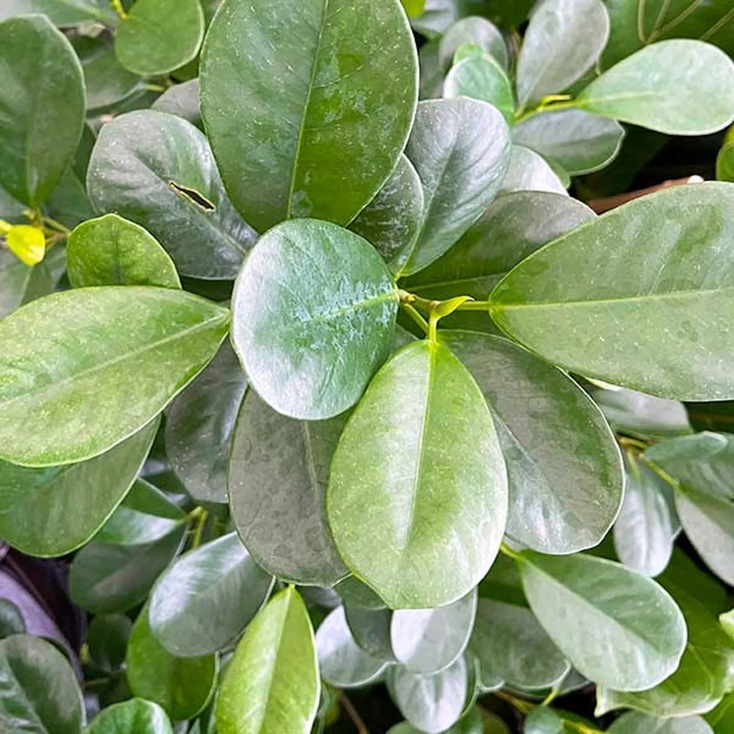 Ficus Microcarpa Moclame 3 Stem Rubber Plant House Plant