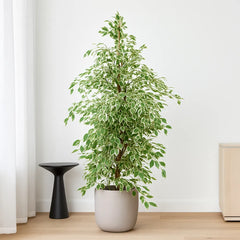 Ficus Twilight Rubber Plant House Plant