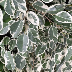 Ficus Twilight Rubber Plant House Plant