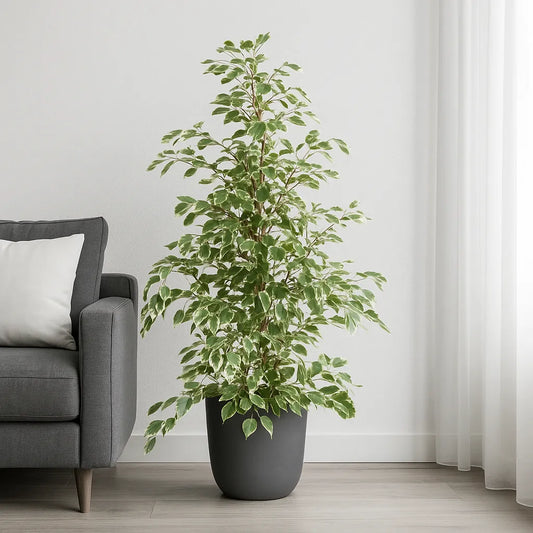 Ficus Twilight Rubber Plant House Plant