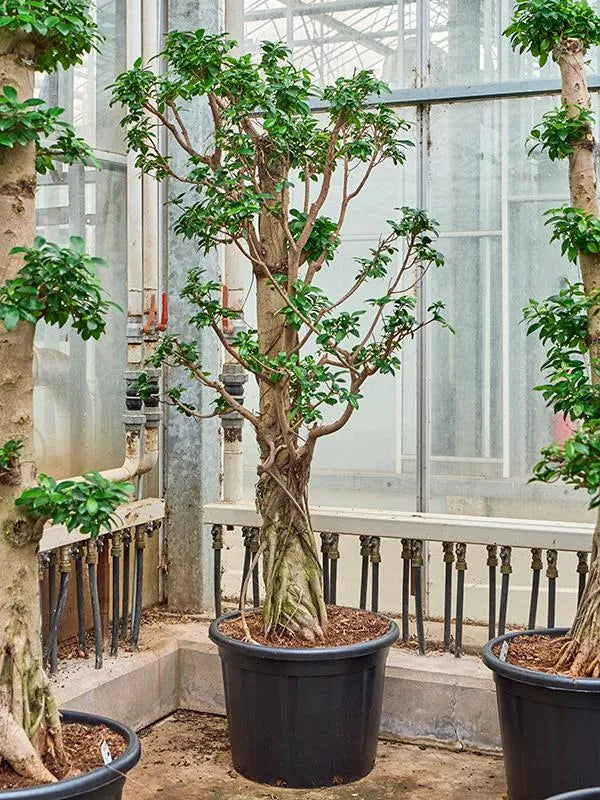 Ficus microcarpa 'Compacta' 50cm Pot 220cm Height Outdoor Tree – Plants For  All Seasons
